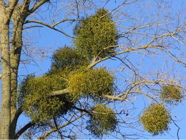 Mistletoe tree